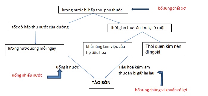 Đâu là nguyên nhân gốc rễ của bệnh táo bón?