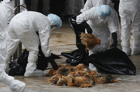 Bệnh Cúm A/H5N1 (Influenza A/H5N1)
