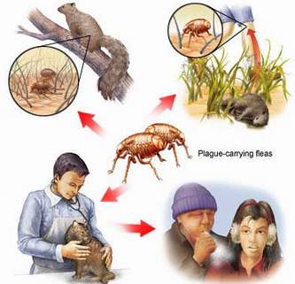 Bệnh dịch hạch (Pestis)